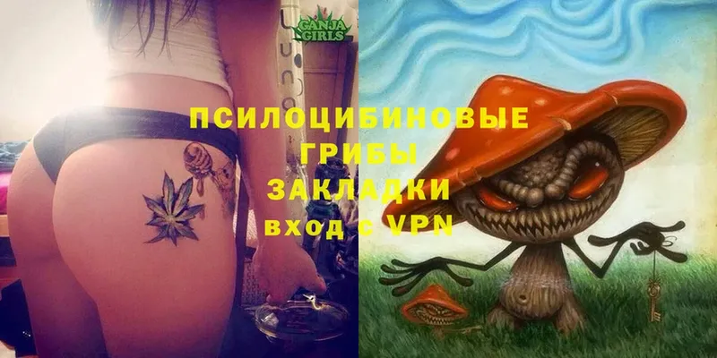 Псилоцибиновые грибы Psilocybe  МЕГА   Боровичи 